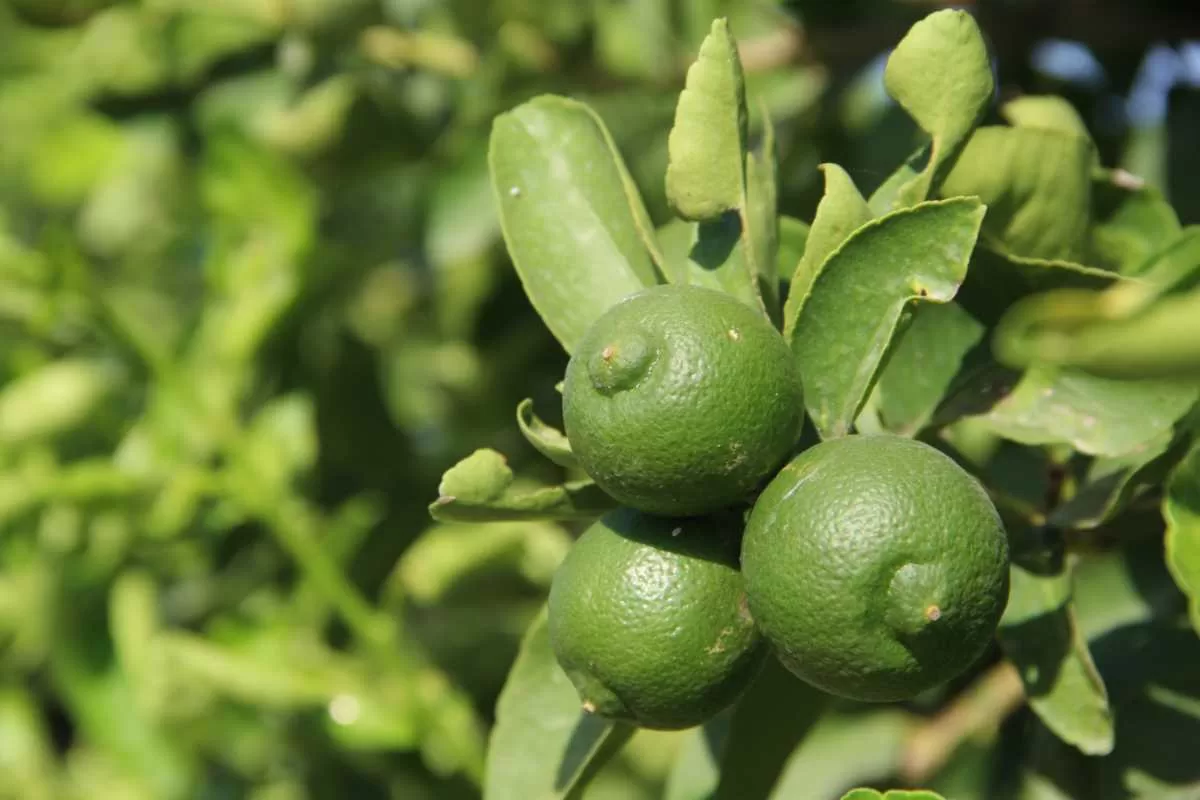 Photo of Türkiye’nin ilk ‘lime’ cinsi limonu